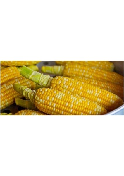 Agrobazaar Tatlı Haşlamalık Mısır Tohumu 10 + Adet Tohum