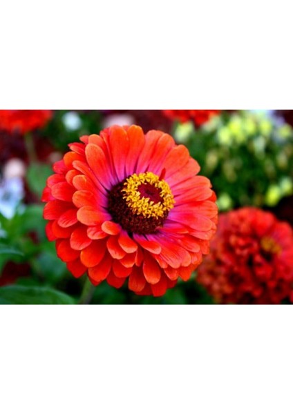 10 Adet Beybeğendi Çiçeği Tohumu