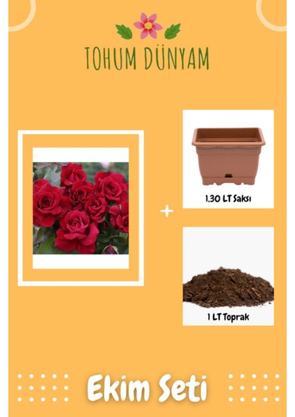 Kırmızı Bellevue Gül Tohumu Ekim Seti