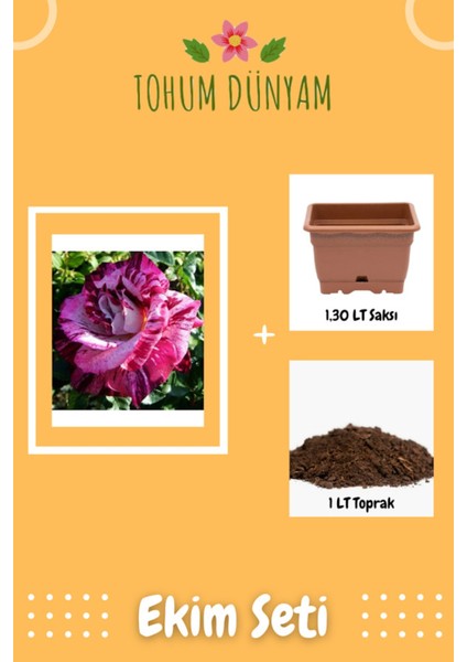 Çift Renkli Gül Tohumu Ekim Seti