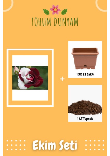 Kırmızı Beyaz Gül Tohumu Ekim Seti