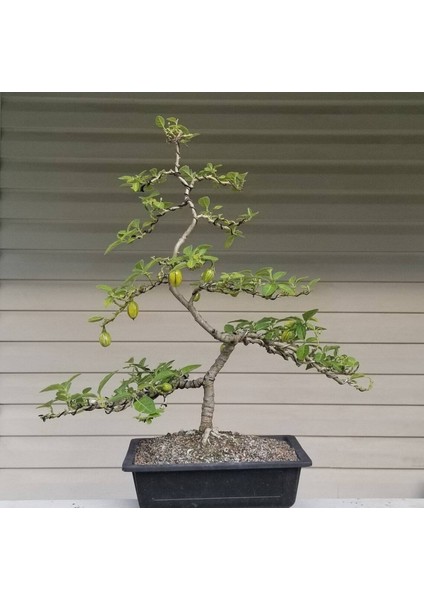 20 Adet Striped Togo Patlıcan Tohumu