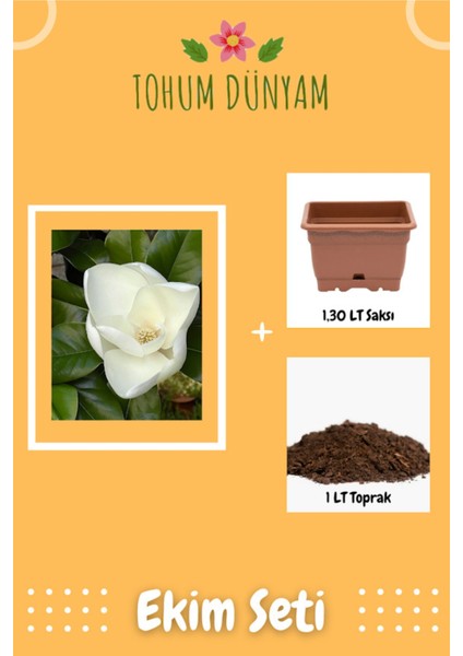 Mis Kokulu Beyaz Manolya Ağacı Tohumu Ekim Seti