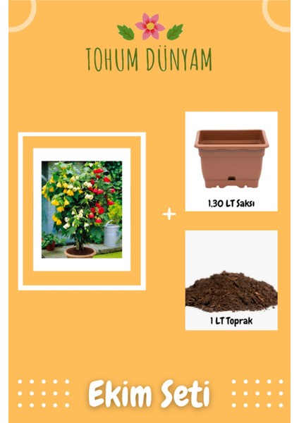 Abutilon Hybridum (Ithal) Çiçeği Tohumu Ekim Seti