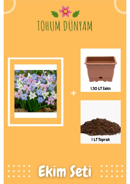 Karışık Renkler Bahar Yıldız Çiçek Tohumu Ekim Seti