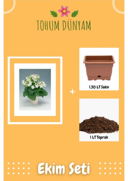 Beyaz Renkli Yasemin Tütünü Sarmaşık Çiçek Tohumu Ekim Seti