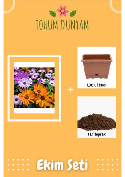 Afrika Papatyası Çiçek Tohumu Ekim Seti