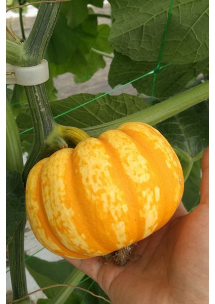 Nadir Mini Bal Kabağı Tohumu / 10 Adet Tohum