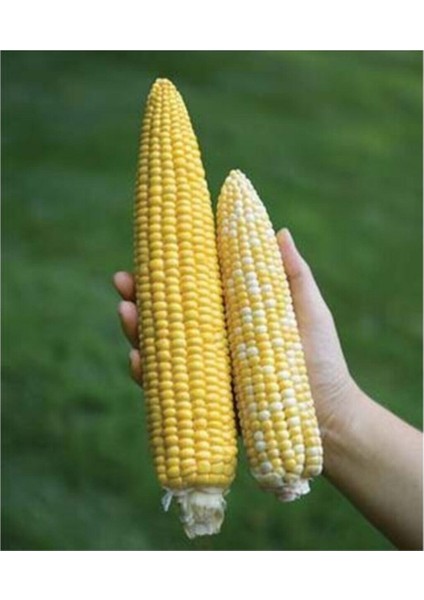 Süper Paket 150 Adet Tohum Ithal Nadir 40-60 cm Uzun Mısır Tohumu
