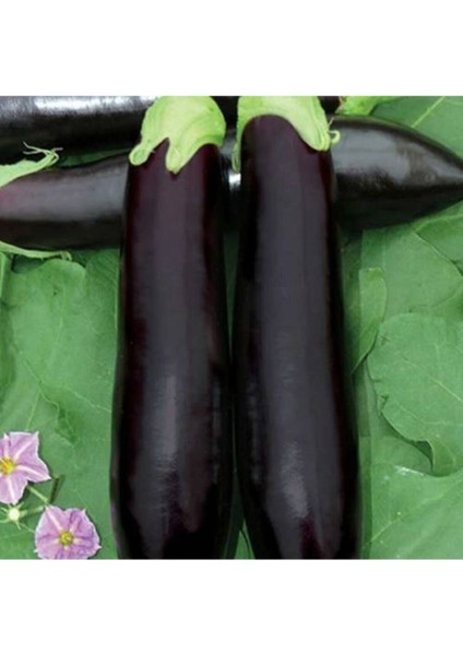 20 Adet Kemer Patlıcan Tohumu