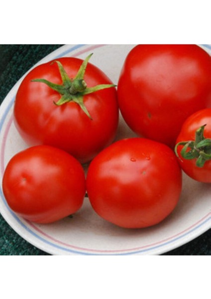 20 Adet Ruth's Perfect Domates Tohumu