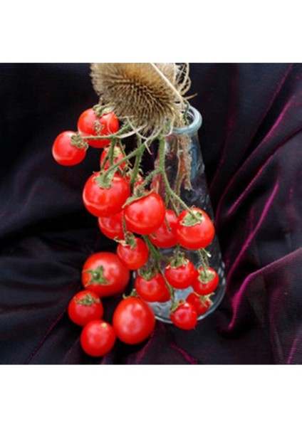 20 Adet Bountiful Domates Tohumu