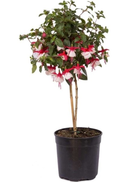 Beyaz Küpeli Çiçeği Tohumu 3 Adet Tohum Çiçek Tohumu