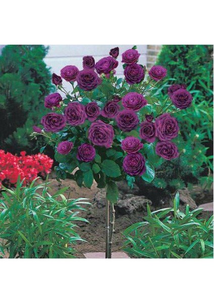 10 Adet Bodur Mor Gül Ağacı Tohumu