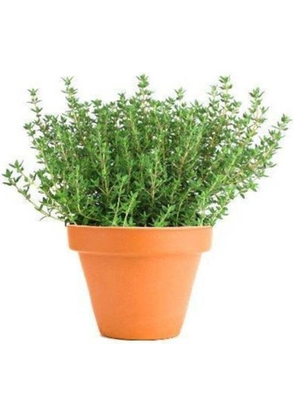 Eko Paket 250 Adet Tohum Aromatik Dağ Kekiği Tohumu Kekik Tohumu