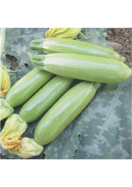 Agrobazaar Sakız Kabak Tohumu 10+ Doğal Tohum