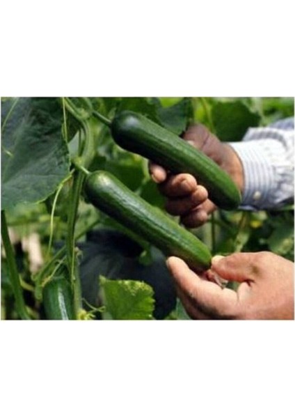 Çok Erkenci 60 Günlük Nadir Salatalık Tohumu