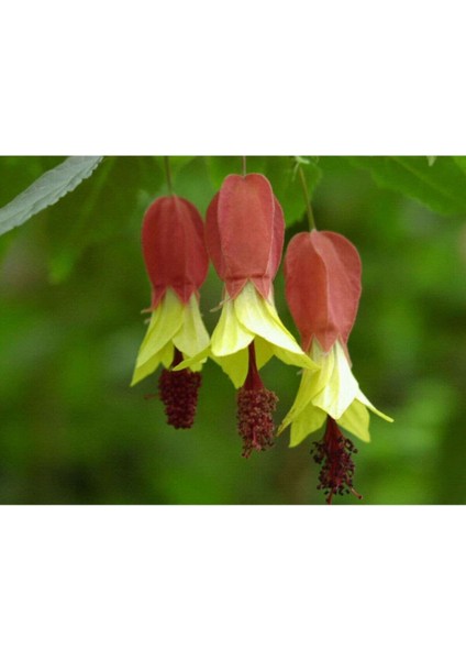 10 Adet Özel Renkli Abutilon Hybridum Çiçek Tohumu Ithal