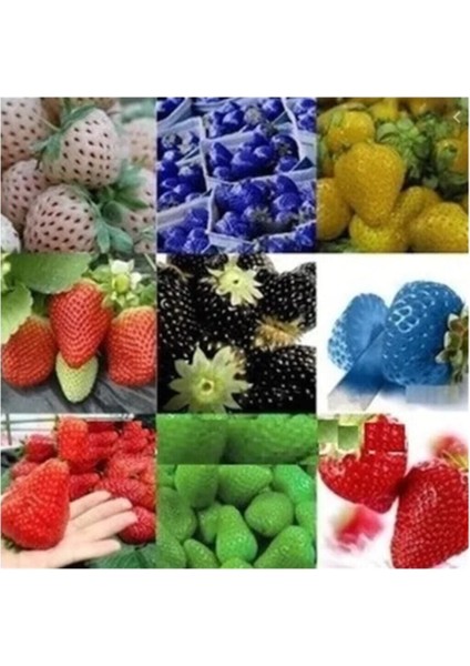 9 Farklı Renkte Çilek Tohumu 18 Adet Tohum