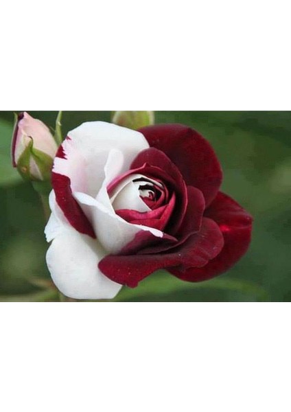 5 Adet Kırmızı Beyaz Gül Tohumu