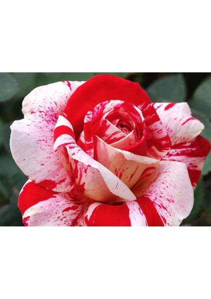 5 Adet Kadife Kırmızı Beyaz Gül Tohumu