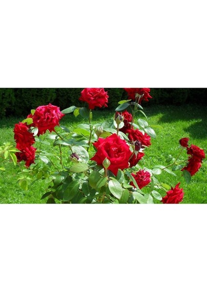 5 Adet Kırmızı Gül Tohumu