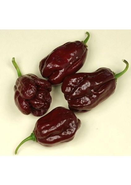 Kahverengi Habanora Acı Biber Tohumu