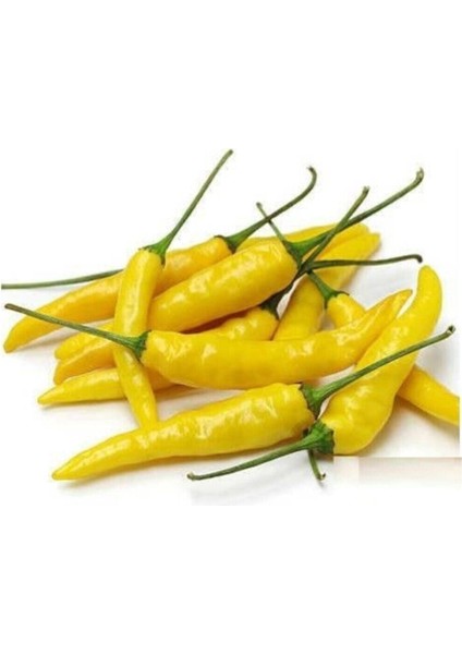 Turşuluk Sarı Stone Biber Tohumu 20 Adet Süs Biberi Tohumu