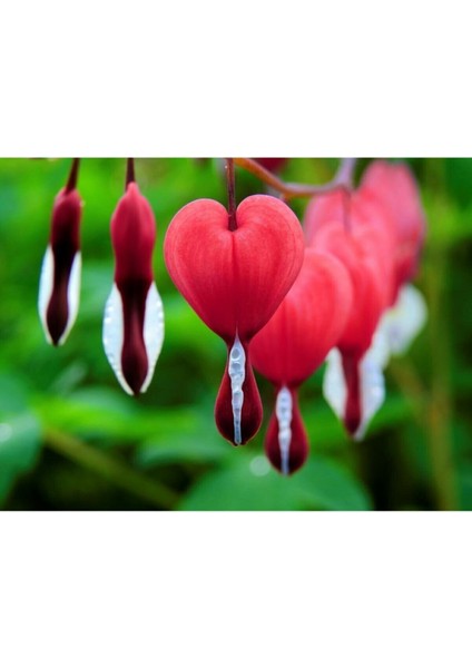10 Adet Kırmızı Kalp Çiçeği Tohumu