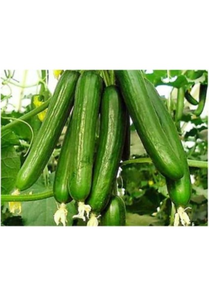 Eko Paket 50 Adet Tohum Ithal Erkenci Sırık Salatalık Tohumu