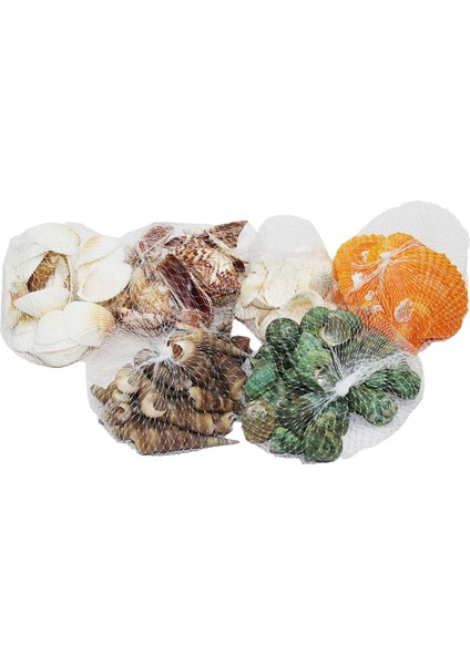 Fileli Midye Deniz Kabuk Vazo Taşı Renkli Mix (5282)