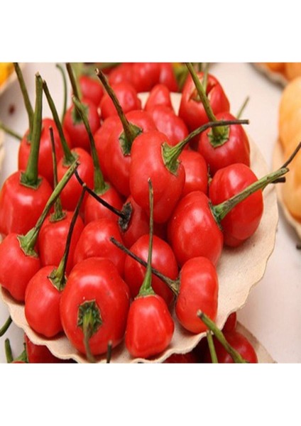 10 Adet Mini Şili Biber Tohumu