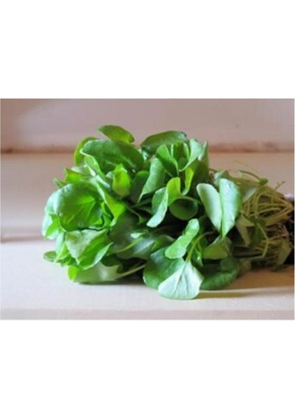 Agrobazaar Tere Tohumu 1000+ Tohum