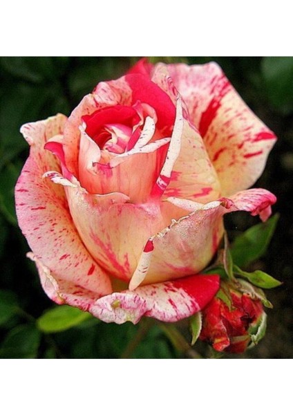 10 Renkli Ithal Gül Çiçeği Tohumu