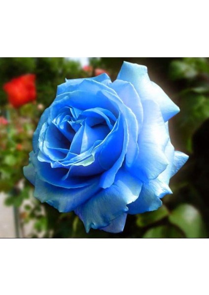 5 Adet Mavi Gül Tohumu