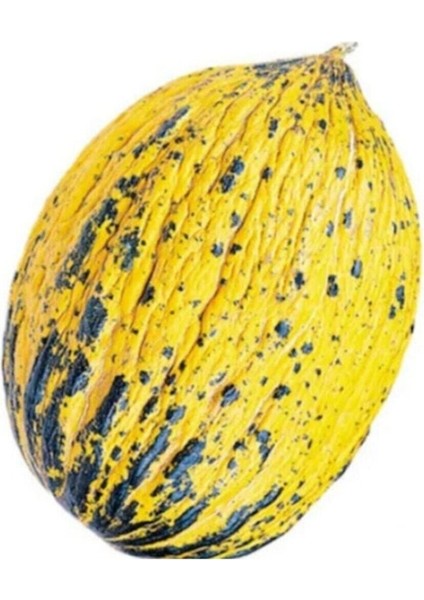 Altınbaş Kavun Tohumu 15 Adet Tohum