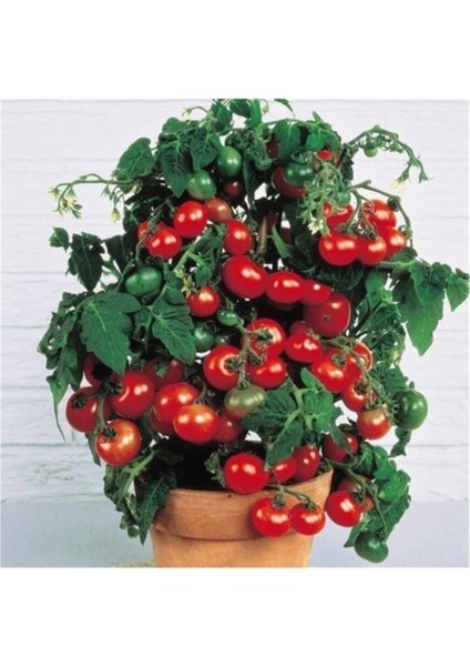 Red Robin Domates Tohumu 25+ Adet Tohum