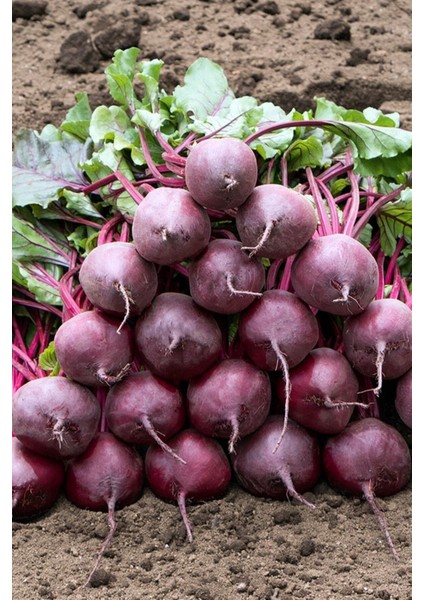 Yerli Kırmızı Pancar Tohumu / 20 Adet Pancar Tohumu