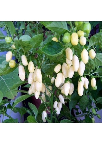 Beyaz Habanero Biber Tohumu