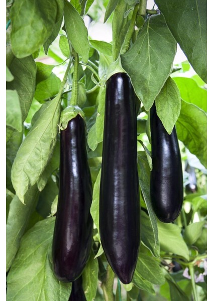 Aydın Siyahı Patlıcan Tohumu / 20 Adet Tohum