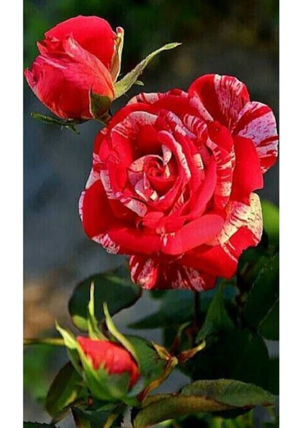 10 Adet Özel Renkli Gül Çiçeği Tohumu