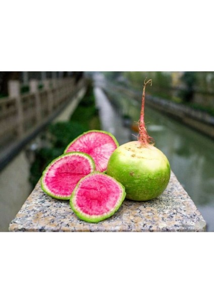 20 Adet Pembe Yeşil Turp Tohumu