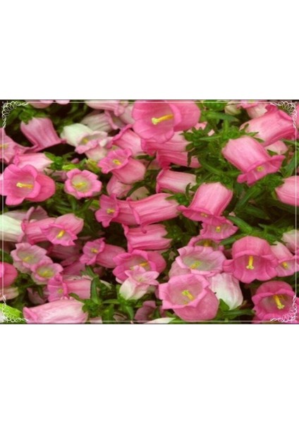 5 Adet Isabella Rose Pink Bellflower Tohumu