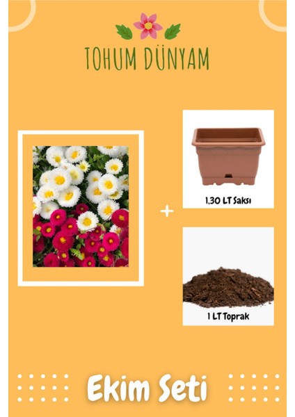 Şeker Tabağı Çiçeği Tohumu Ekim Seti