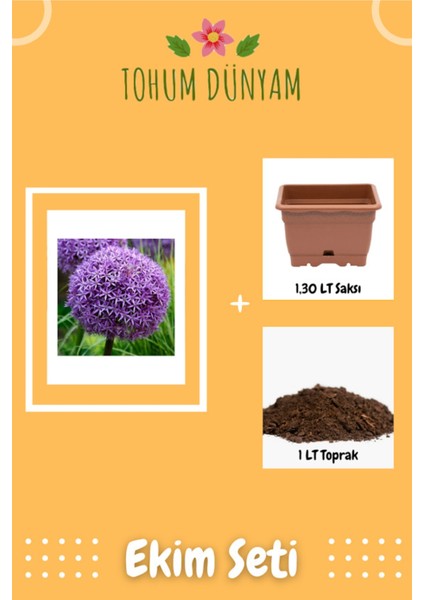 Dev Mor Allium Çiçeği Tohumu Ekim Seti