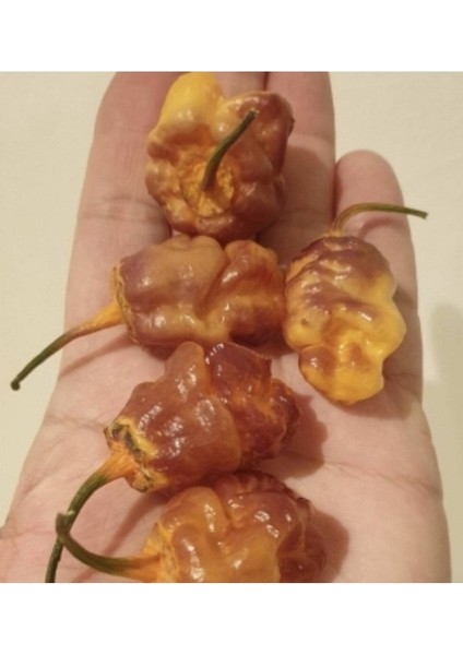 20 Adet Adrenalina Purple Orange Biber Tohumu