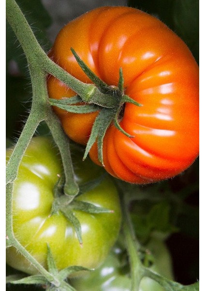 Bursa Yayla Domatesi Tohumu / 10+ Adet Tohum