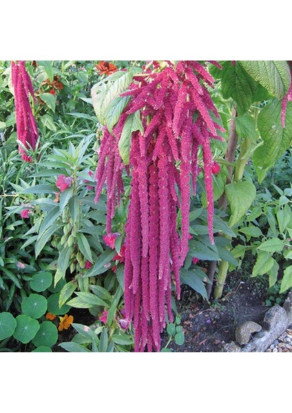 Amaranthus Caudatus 'red Garnet' Çiçek Tohumu