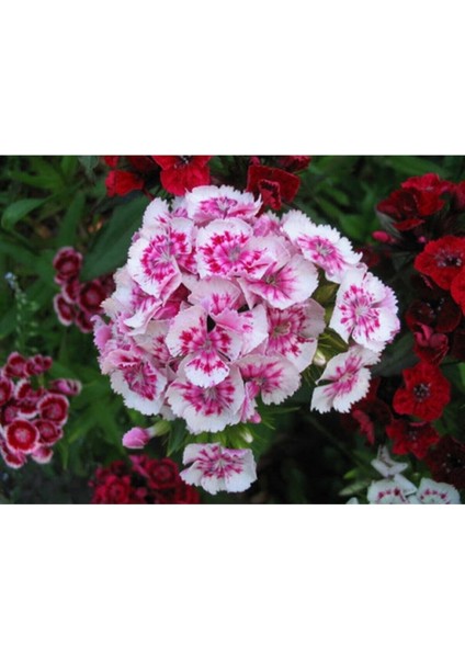 10 Adet Çin Karanfili Tohumu Kokulu