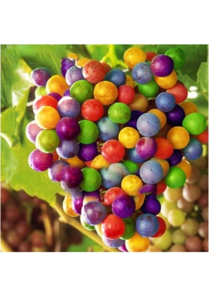Nadir Ithal Renkli Üzüm Tohumu 10 Adet Tohum